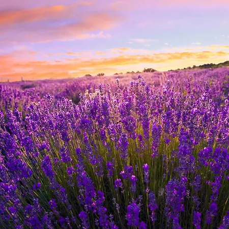 Lakefront In Zamardi-balaton 55199 Zamárdi