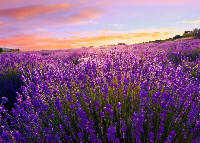 Lakefront In Zamardi-balaton 55199 Zamárdi